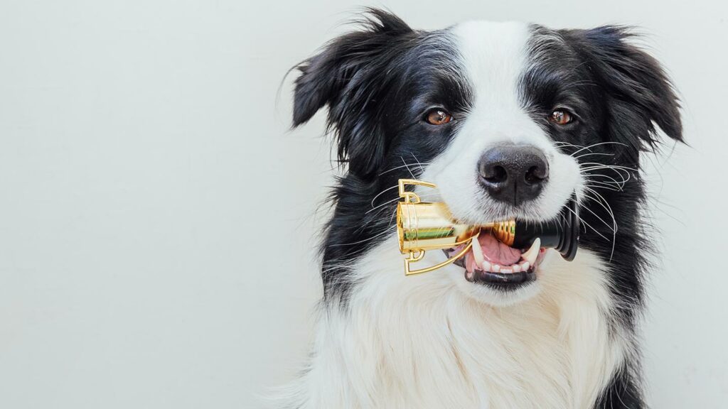Playful dog holding a trophy in it's mouth